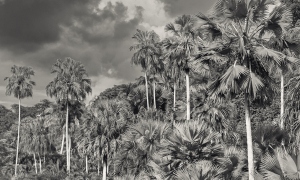  - Ricarda Niks - Fotografie